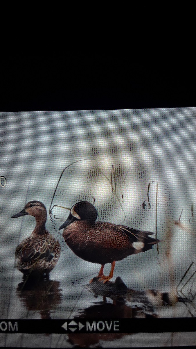 Blue-winged Teal - ML161611871