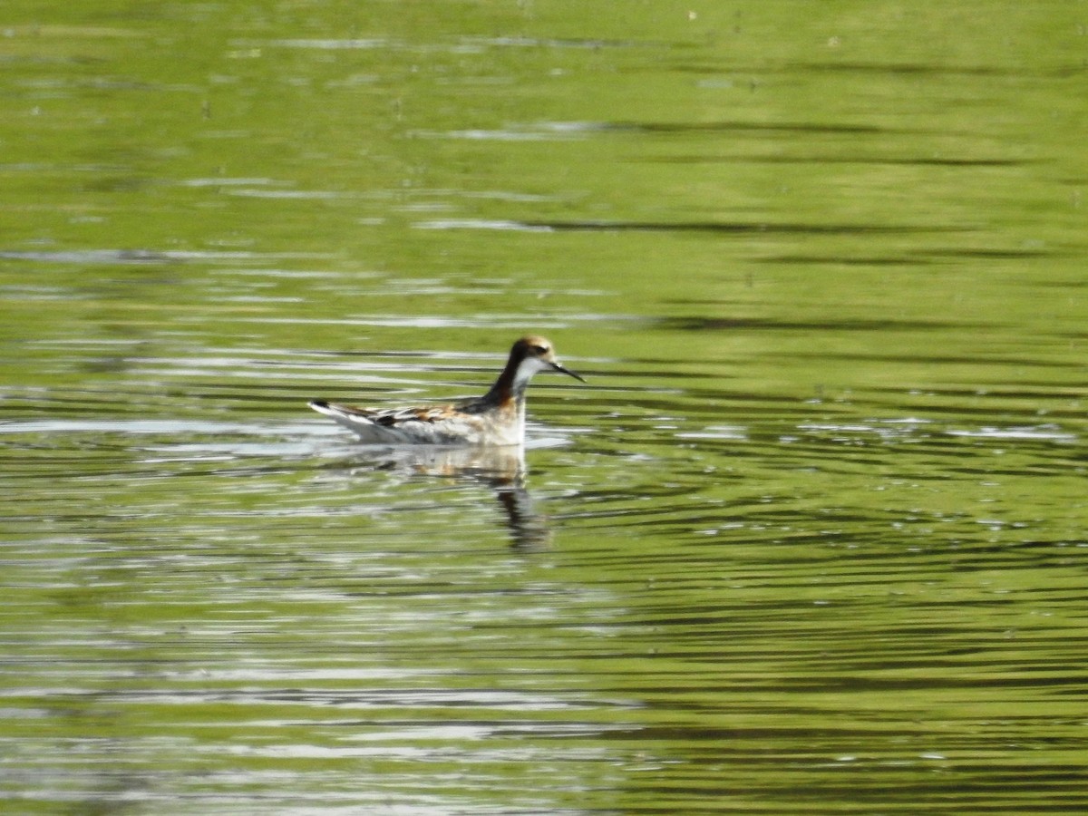 svømmesnipe - ML161613811