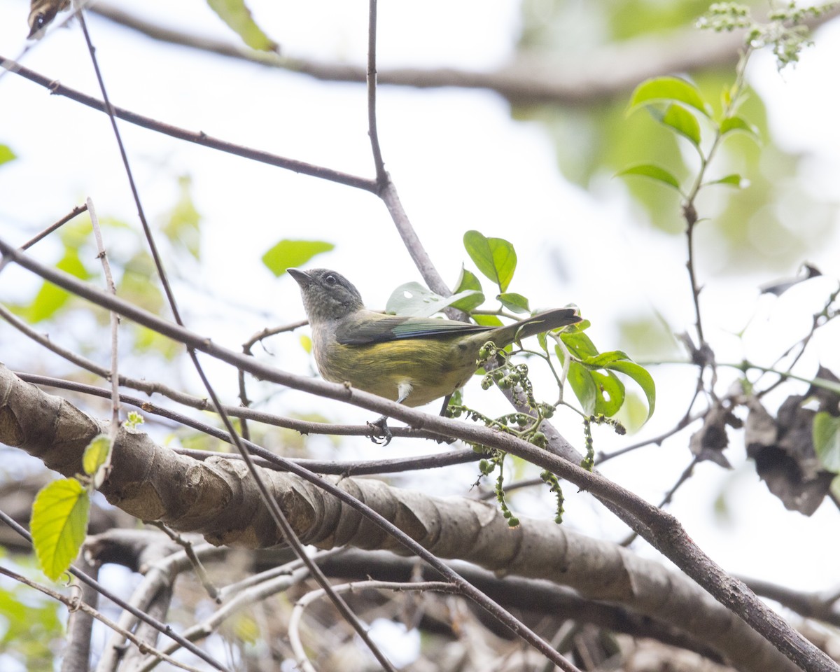 Black-headed Tanager - ML161615711