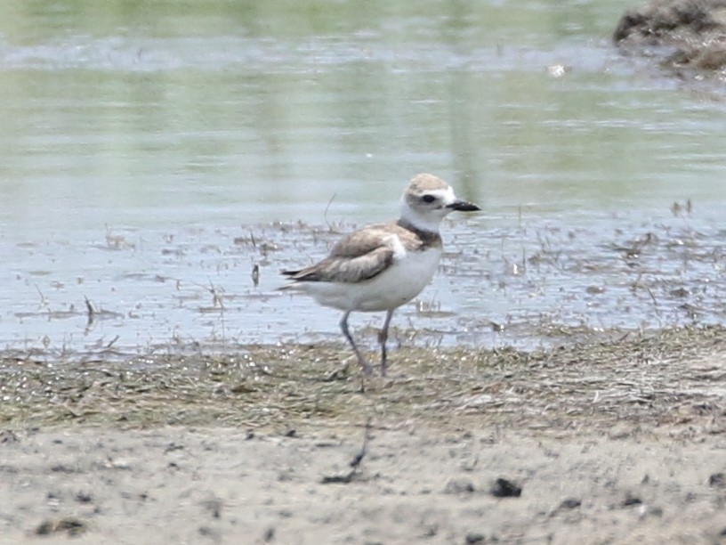 Wilson's Plover - ML161615841