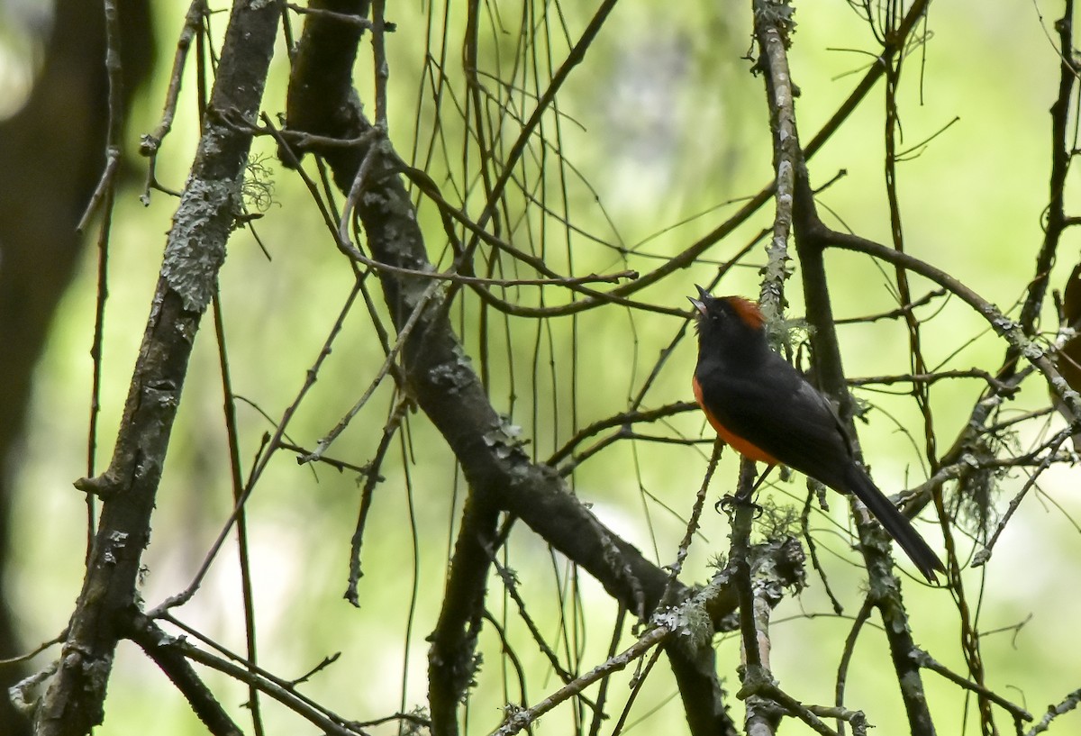 Slate-throated Redstart - ML161615981