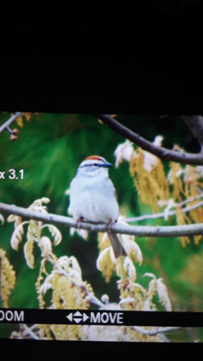 Chipping Sparrow - ML161616291