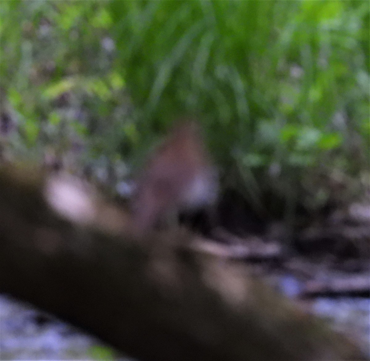 Veery - ML161617141