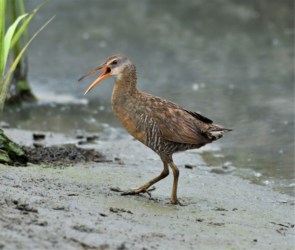 Clapper Rail (Atlantic Coast) - ML161618611