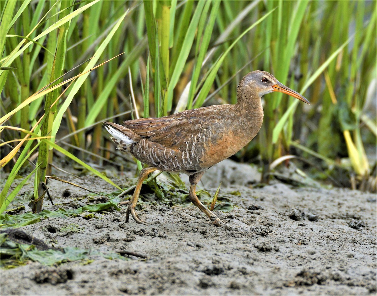 Clapper Rail (Atlantic Coast) - ML161618641