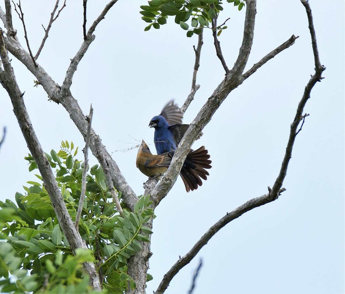 Guiraca bleu - ML161618711