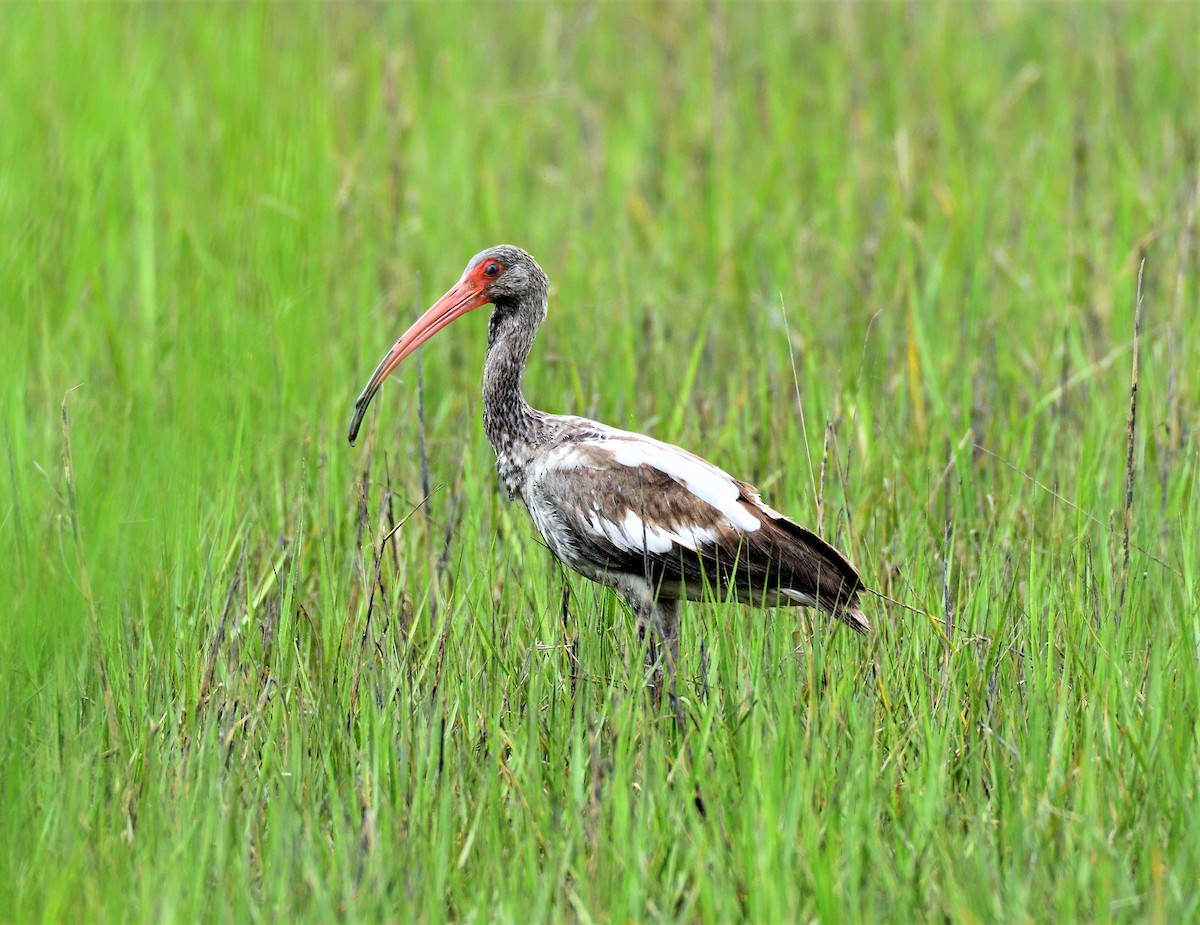 White Ibis - Joe Girgente