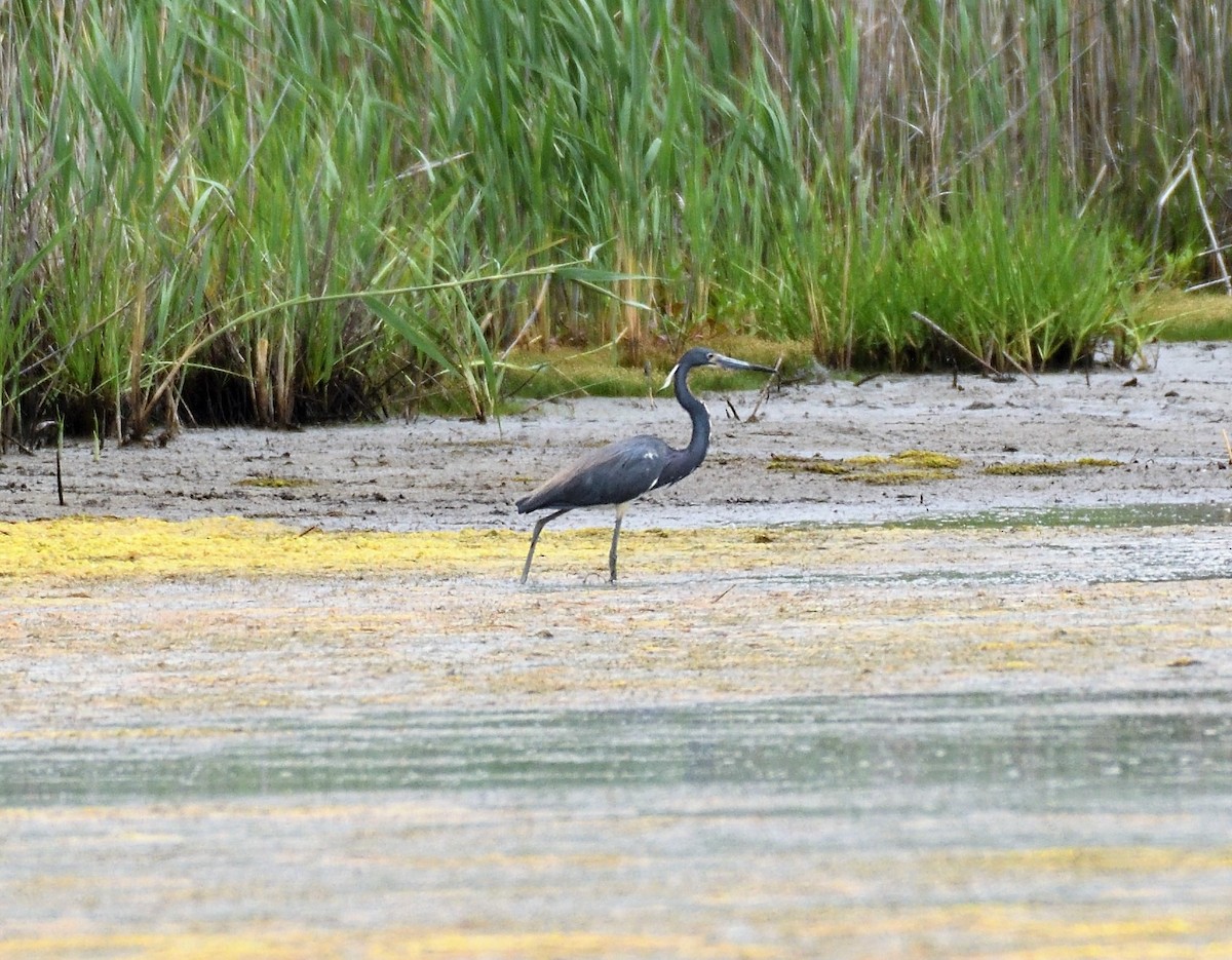 Tricolored Heron - Joe Girgente