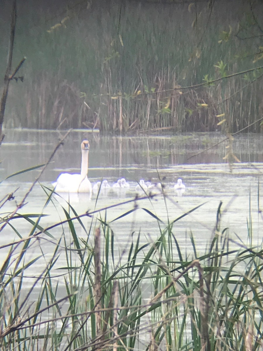 Cisne Trompetero - ML161619171