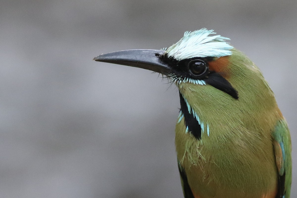 Turquoise-browed Motmot - ML161619391