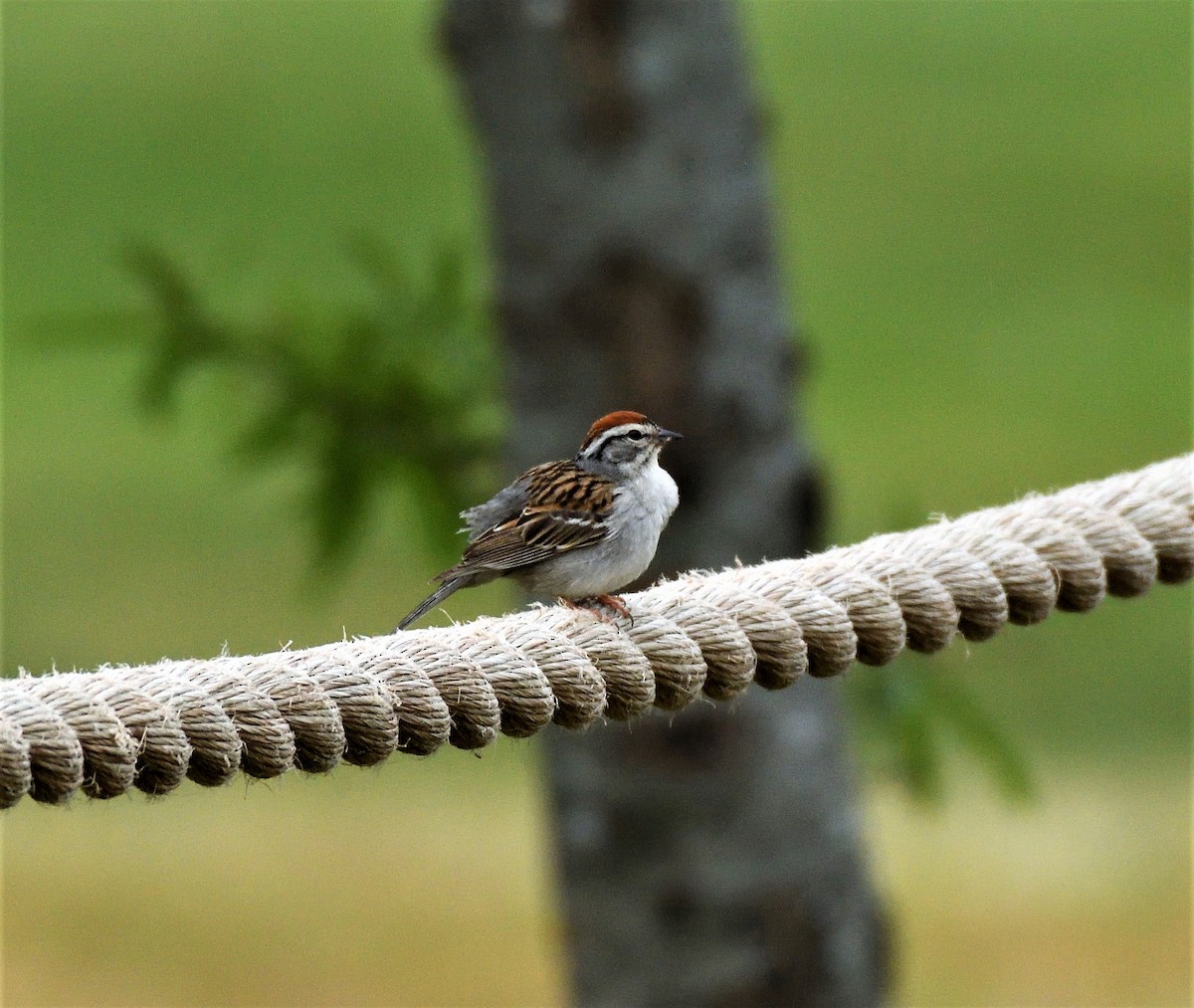 Chipping Sparrow - Joe Girgente