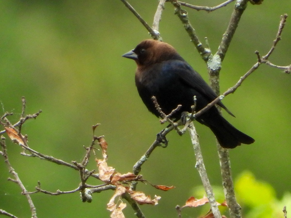 Brown-headed Cowbird - ML161619671