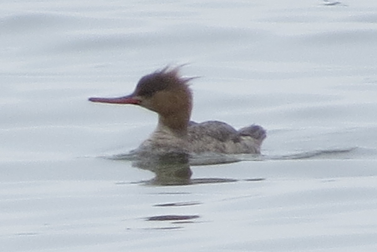 Сэвгэр бохио - ML161620171