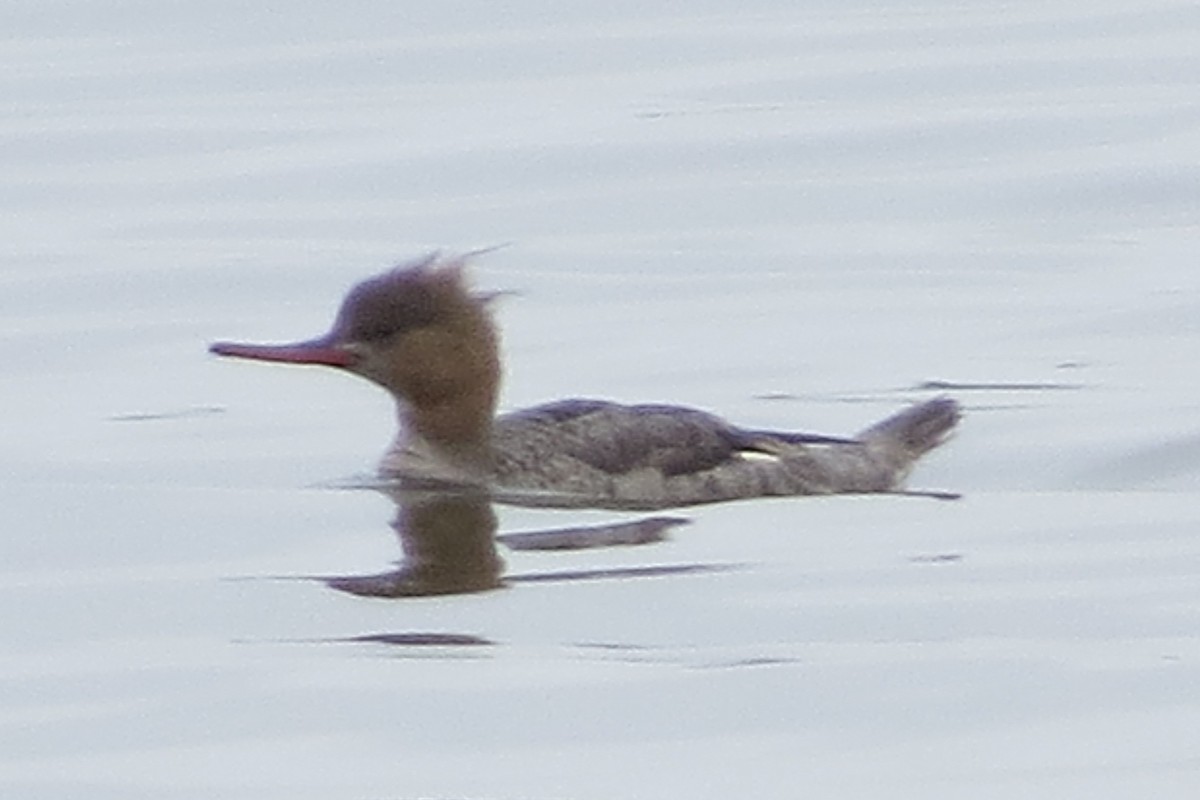 Сэвгэр бохио - ML161620181