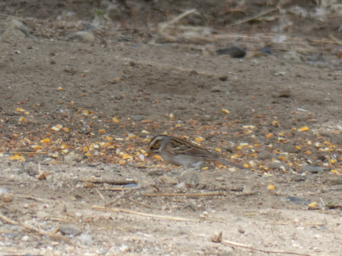 Clay-colored Sparrow - Barry Mast