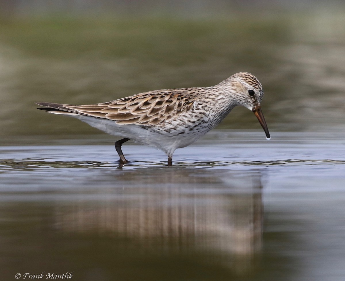 White-rumped Sandpiper - Frank Mantlik