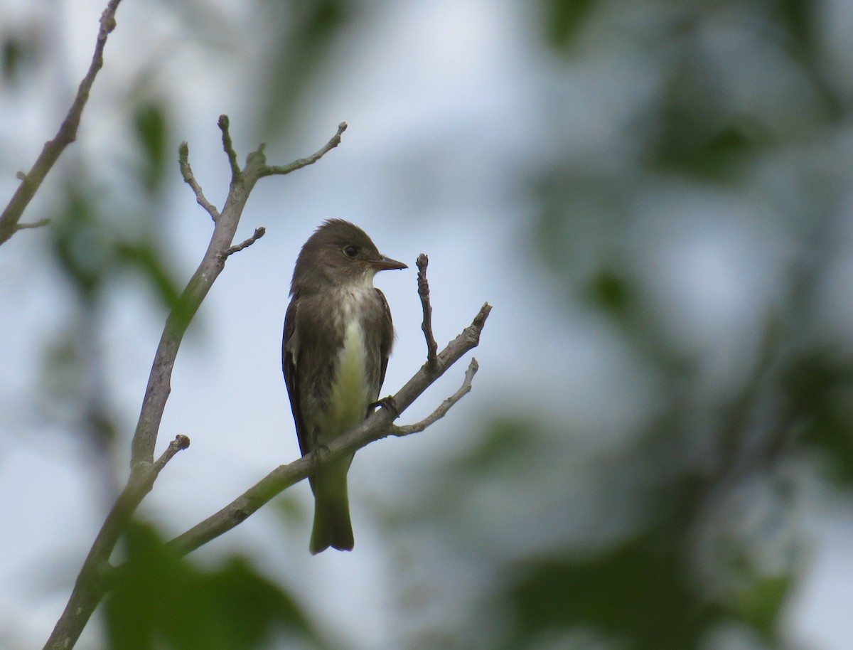 Olive-sided Flycatcher - ML161631921