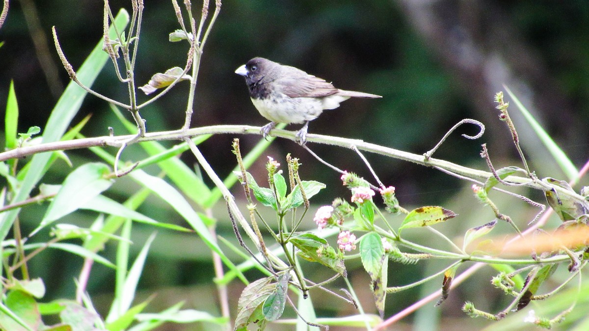 Yellow-bellied Seedeater - ML161631931