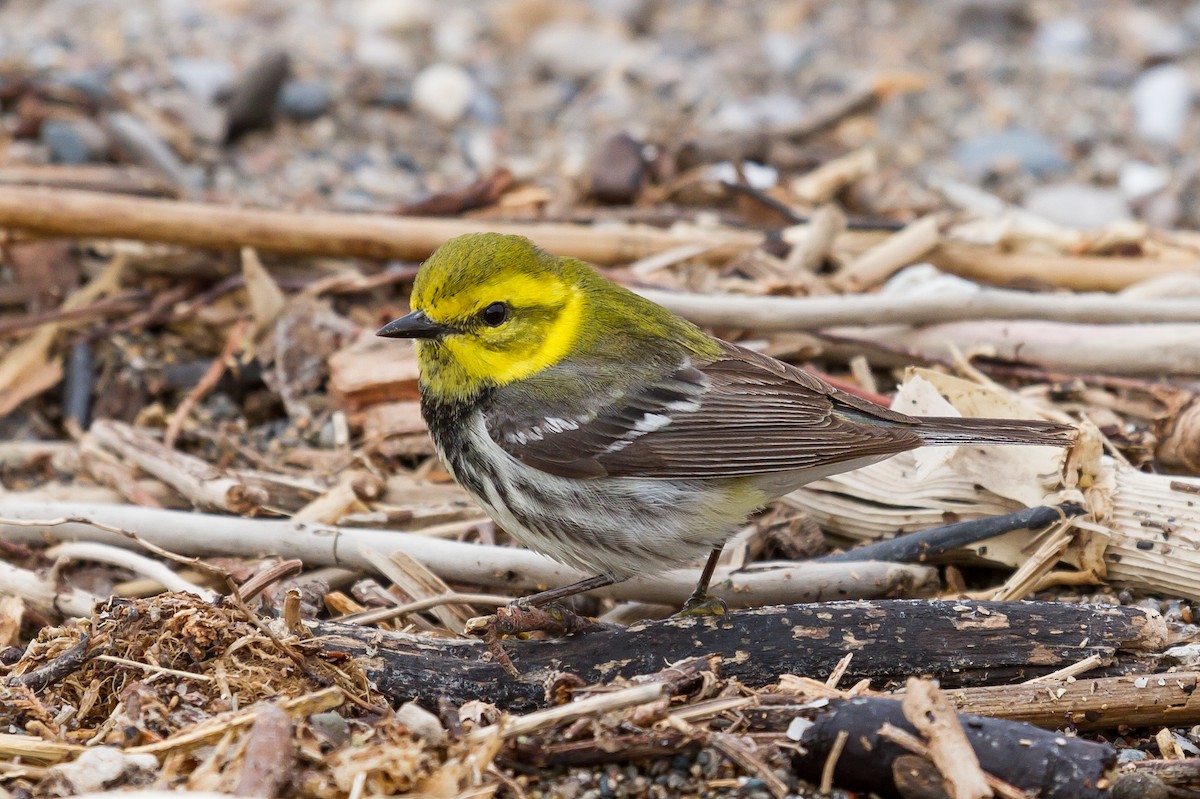 Black-throated Green Warbler - Peter Kennerley