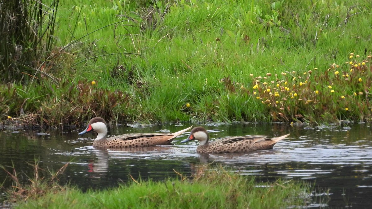 White-cheeked Pintail - ML161632131