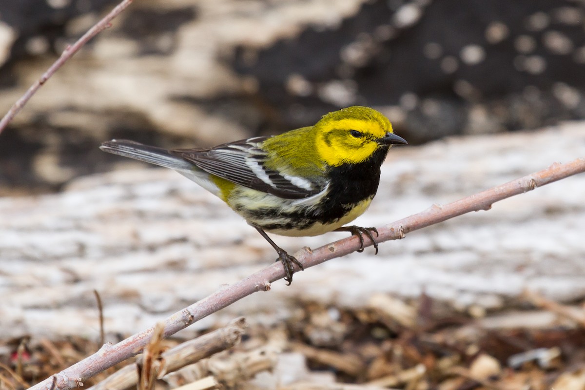 Black-throated Green Warbler - Peter Kennerley