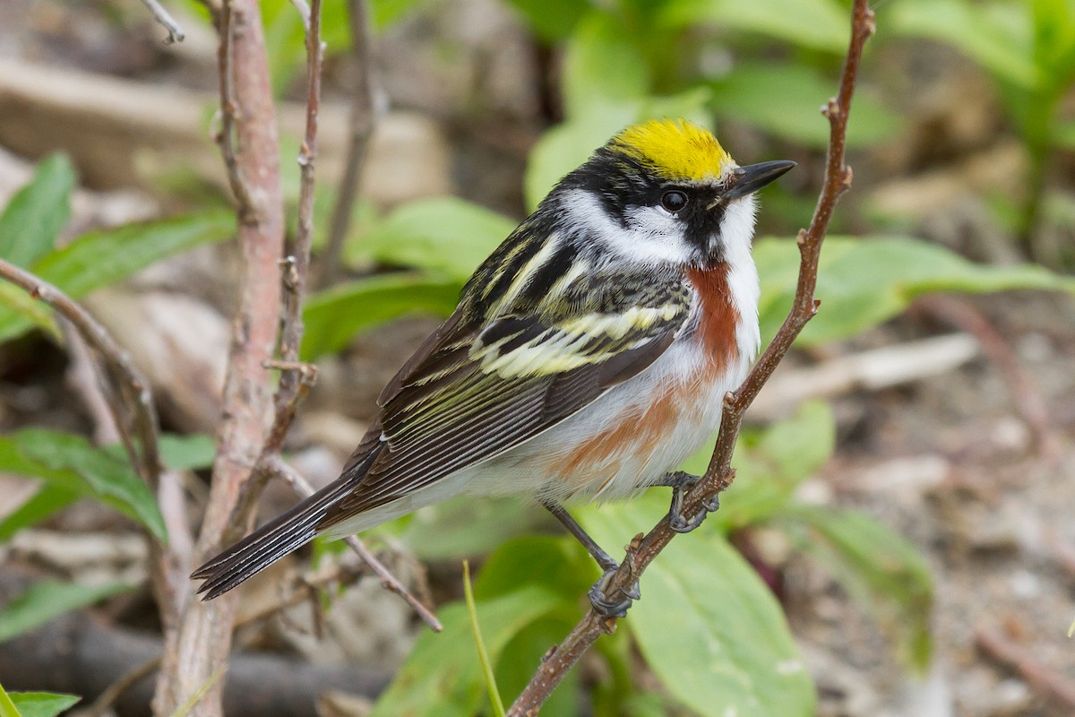 Chestnut-sided Warbler - Peter Kennerley