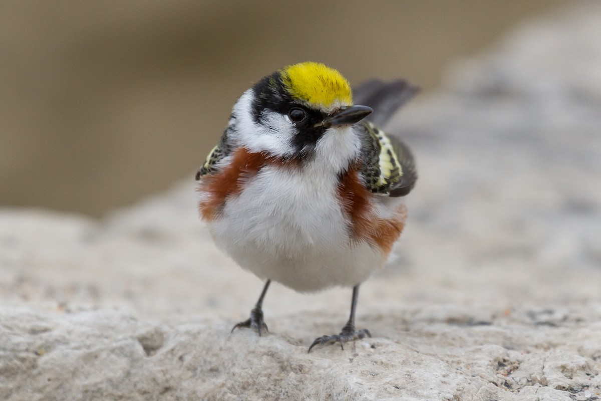 Chestnut-sided Warbler - Peter Kennerley