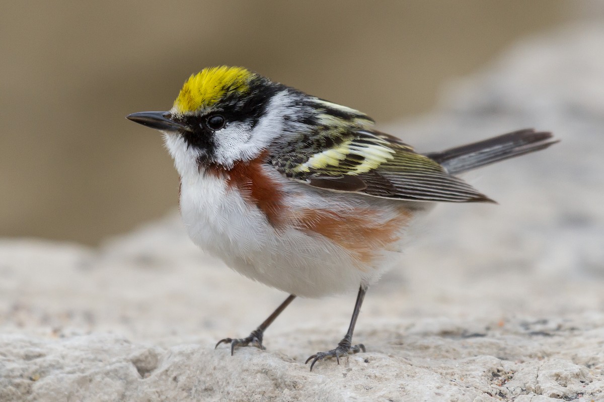 Chestnut-sided Warbler - Peter Kennerley