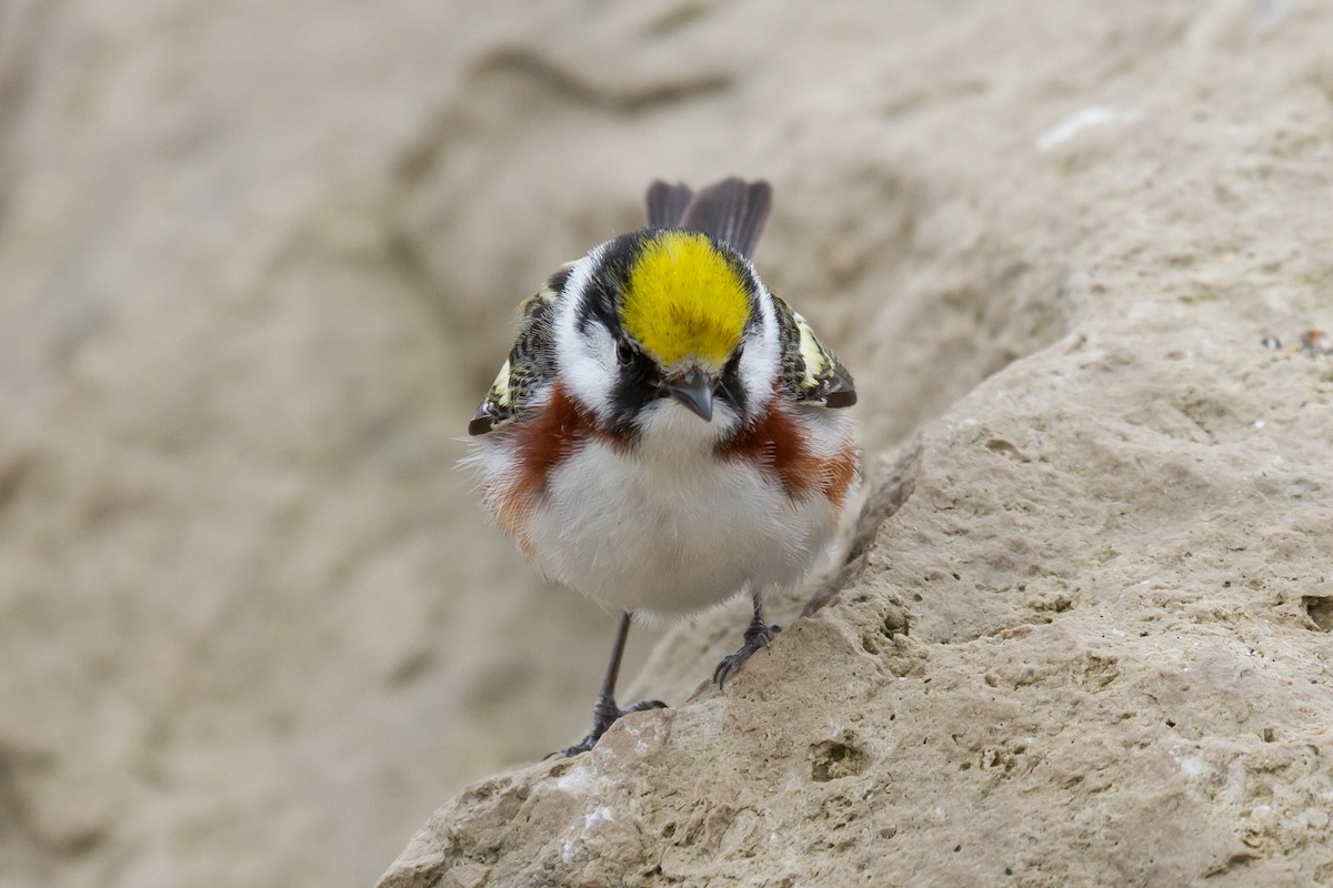 Chestnut-sided Warbler - Peter Kennerley