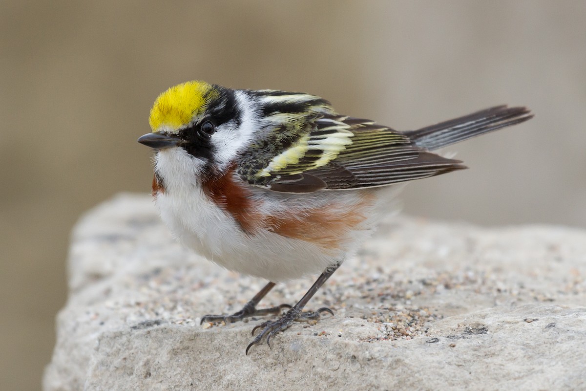 Chestnut-sided Warbler - Peter Kennerley