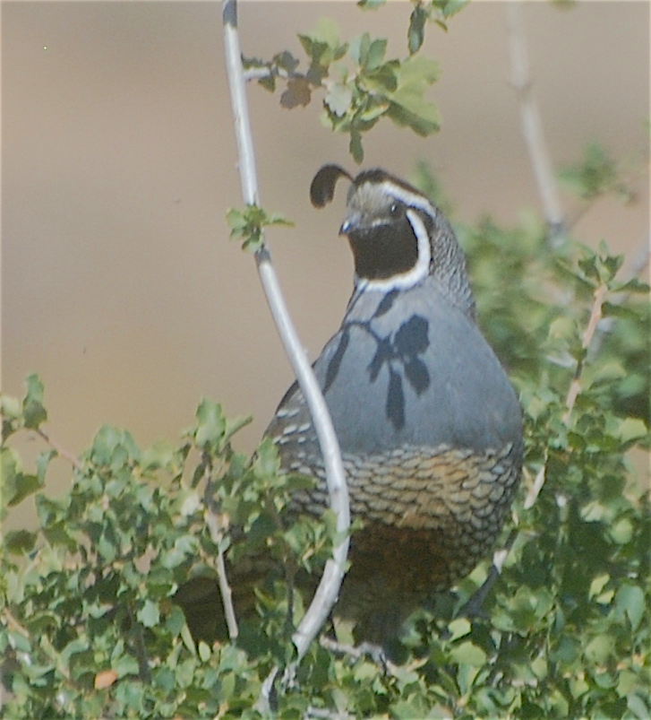 California Quail - ML161633231