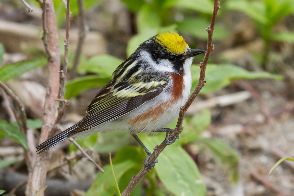 Chestnut-sided Warbler - Peter Kennerley