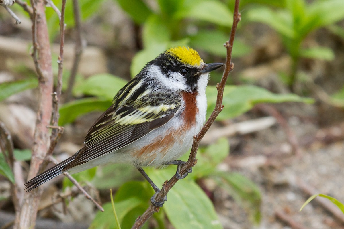 Chestnut-sided Warbler - Peter Kennerley