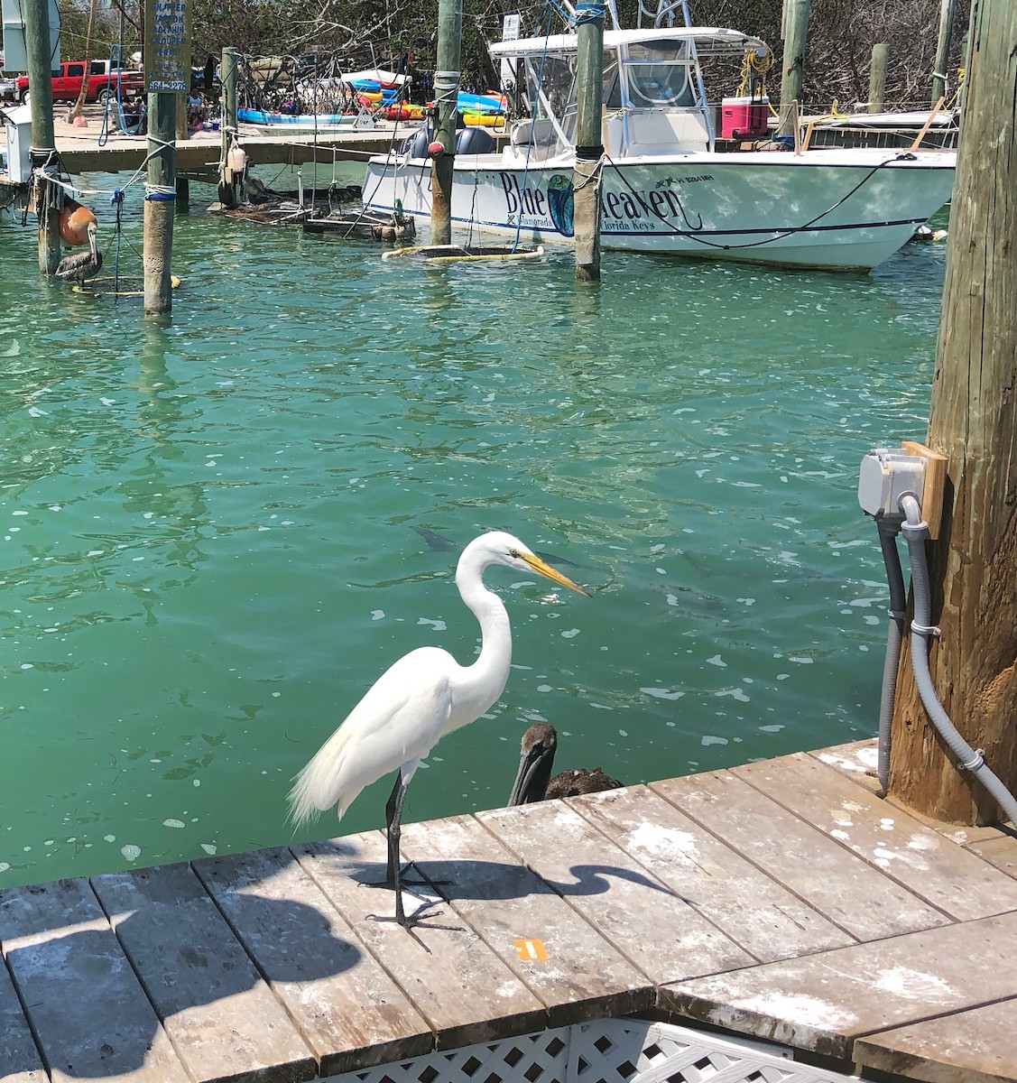Great Egret - ML161633911