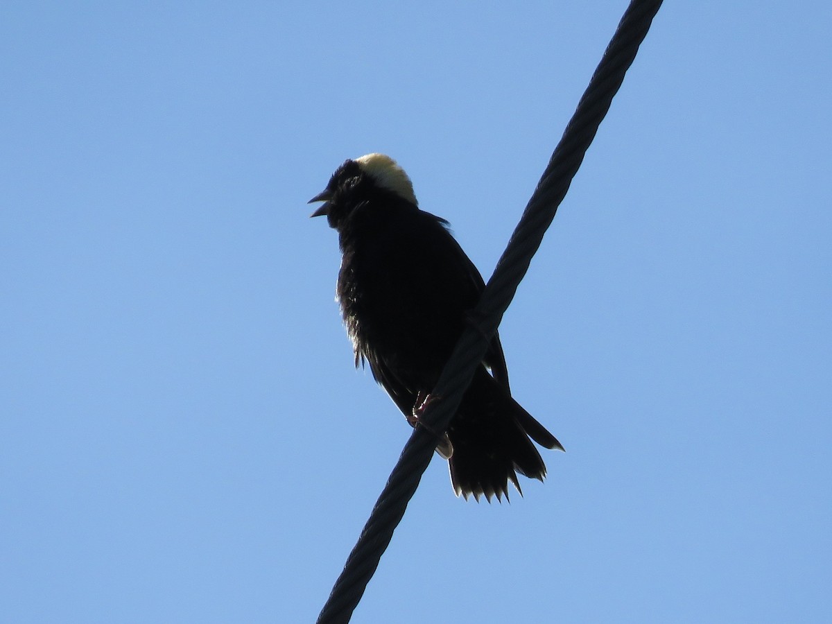 bobolink americký - ML161634691