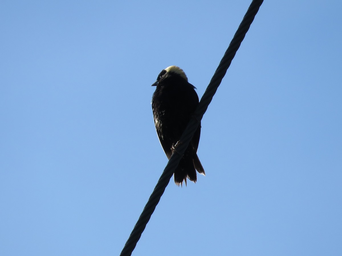 bobolink americký - ML161634711