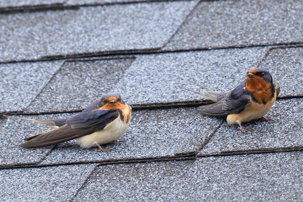 Barn Swallow - Peter Kennerley