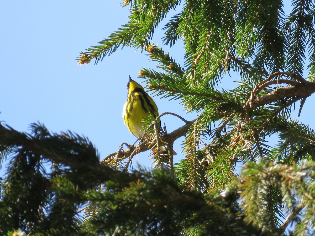 Magnolia Warbler - ML161634801