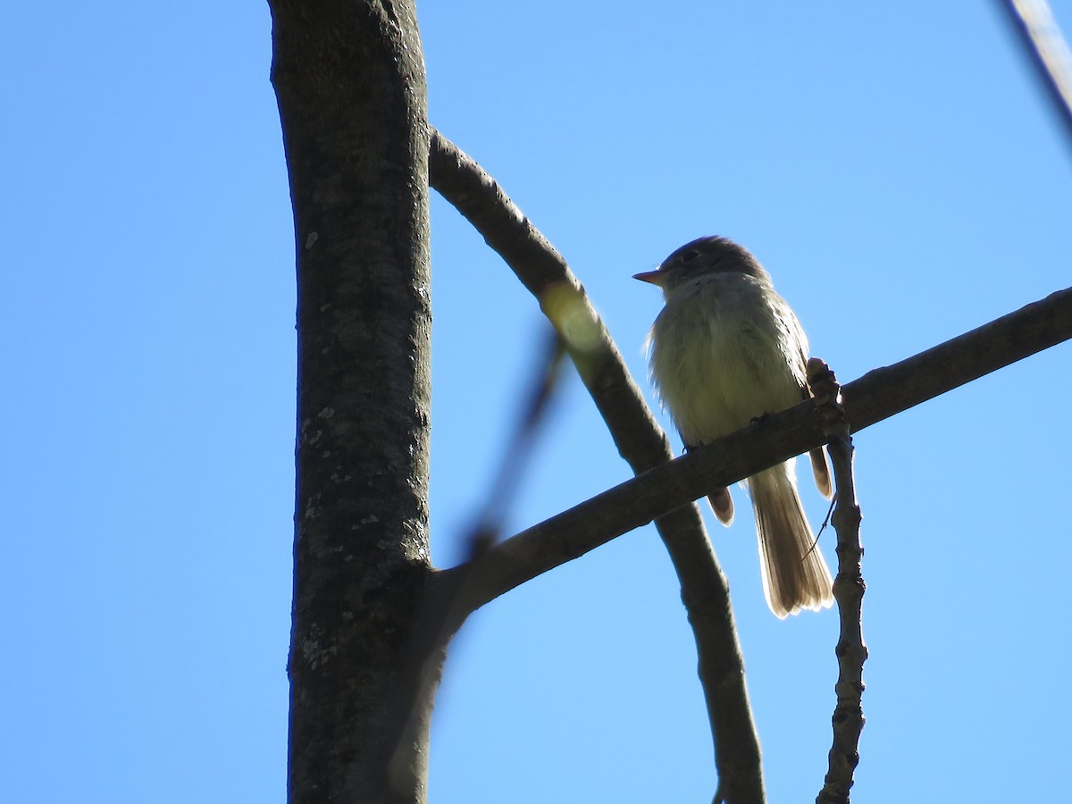 tyranovec malinký - ML161634981