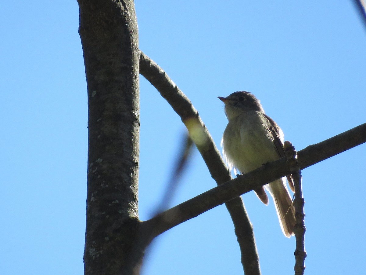 Least Flycatcher - ML161634991