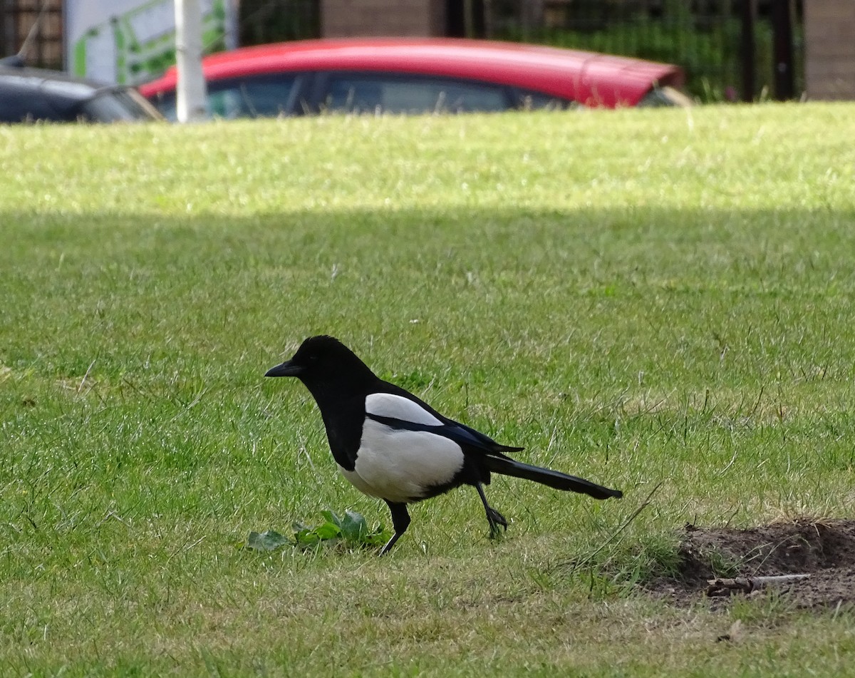 Eurasian Magpie (Eurasian) - ML161635021