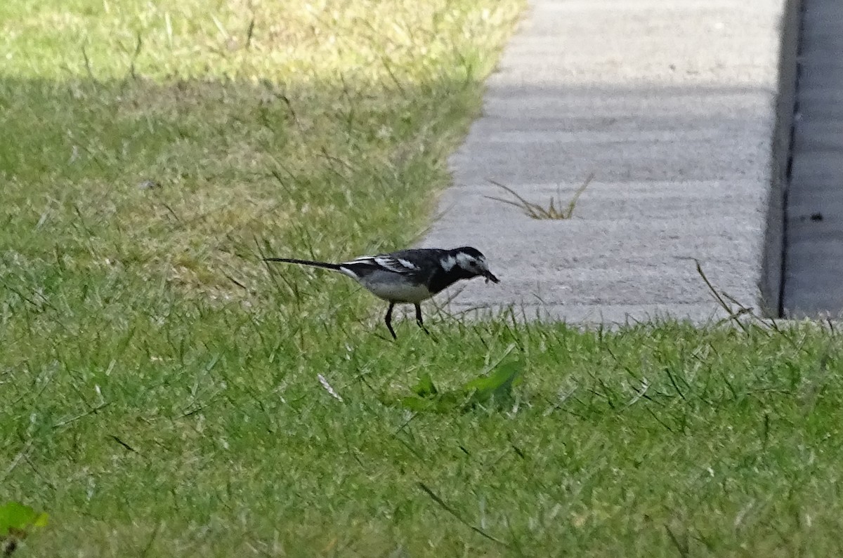 White Wagtail (British) - A Emmerson
