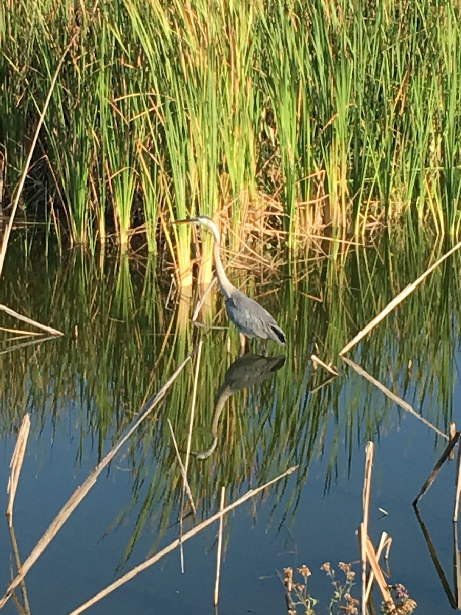 Great Blue Heron - ML161635581