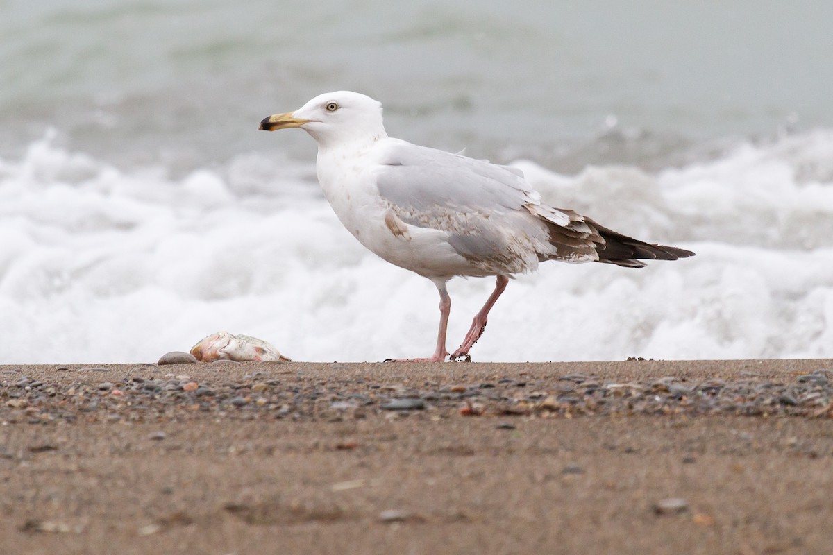 Herring Gull - Peter Kennerley