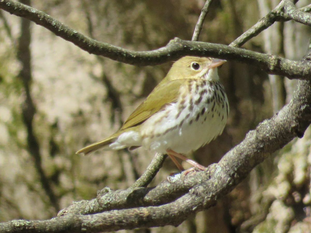 Ovenbird - ML161635991