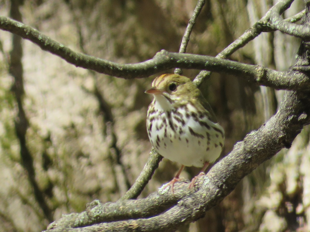 Ovenbird - ML161636011