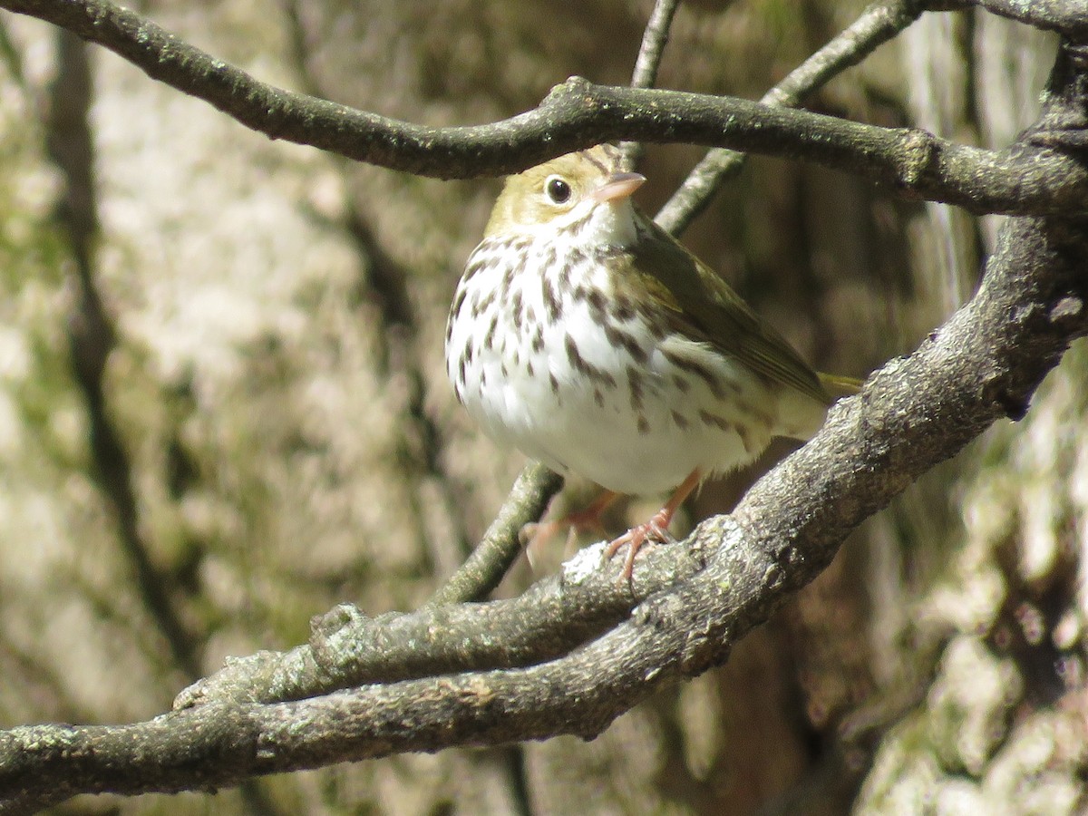 Ovenbird - ML161636021