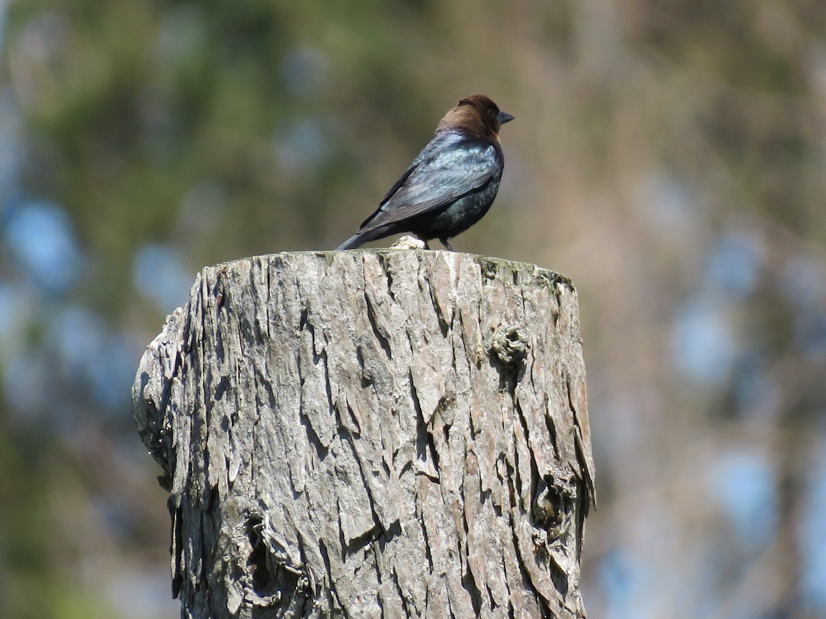 Brown-headed Cowbird - ML161636141