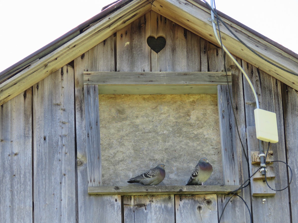Rock Pigeon (Feral Pigeon) - ML161636211