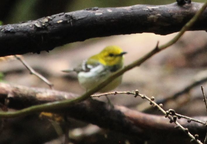 Black-throated Green Warbler - ML161636501